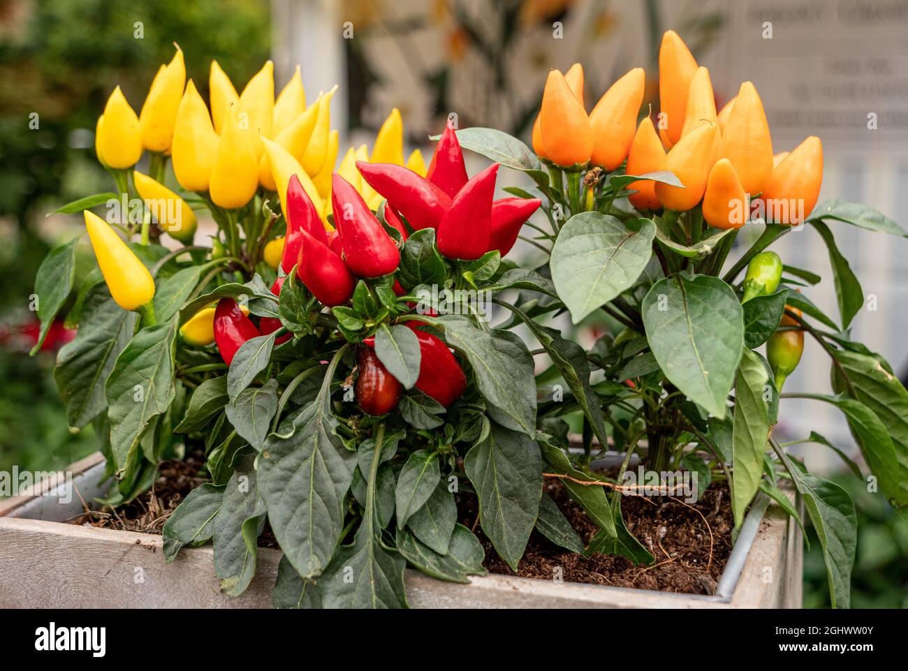 Una bella pianta di peperoncino con peperoncino giallo, rosso e arancio in vendita al festival Waddesdon Manor Chili. Foto Stock