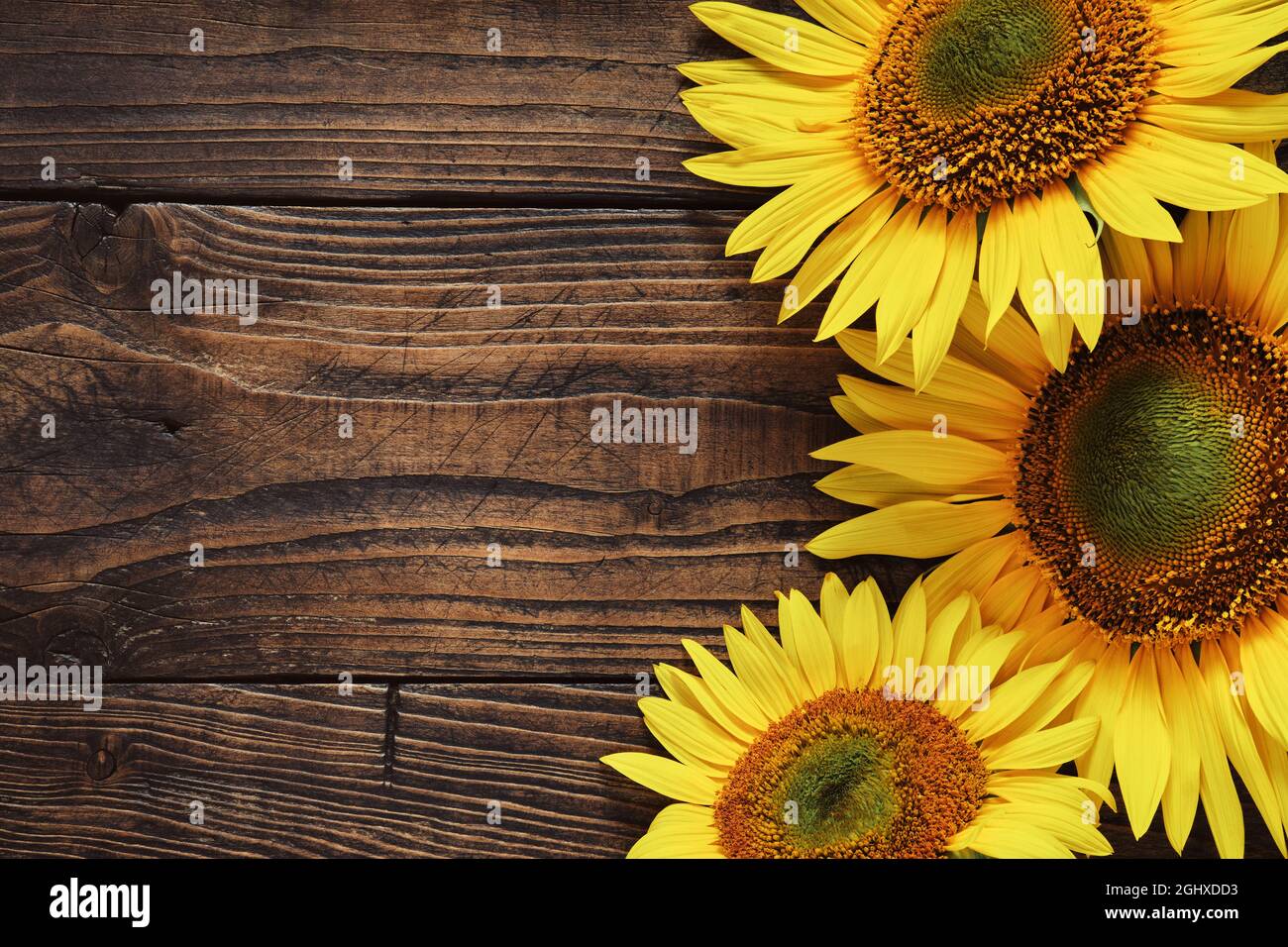 Bellissimi girasoli gialli su tavola di legno, vista dall'alto. Spazio di copia per il testo. Foto Stock