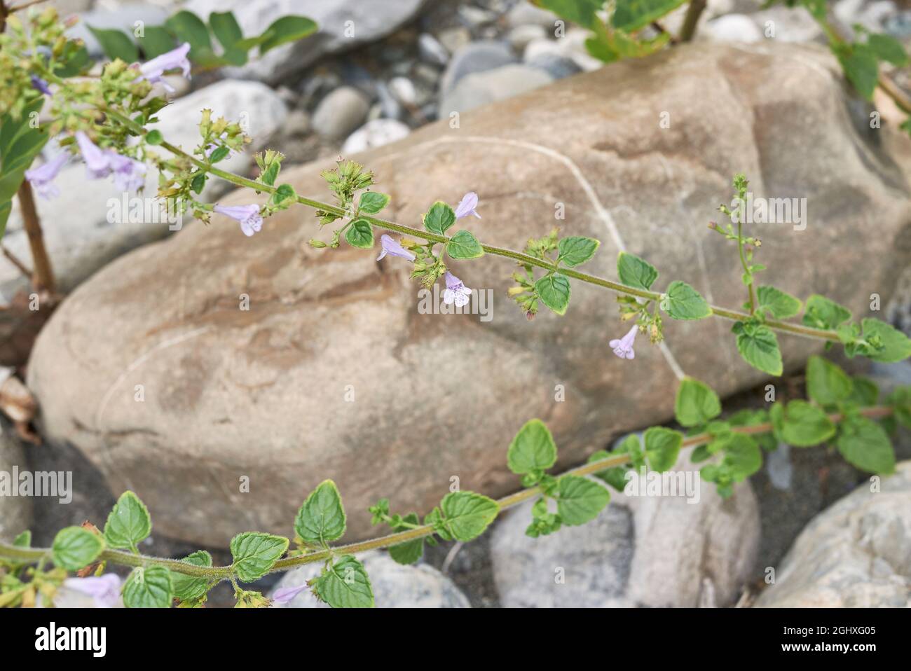 Clinopodium nepeta in fiore Foto Stock