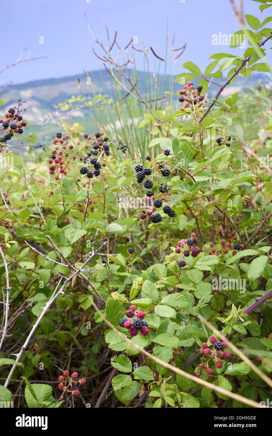 Rubus ulmifolius arbusto con more selvatiche fresche Foto Stock