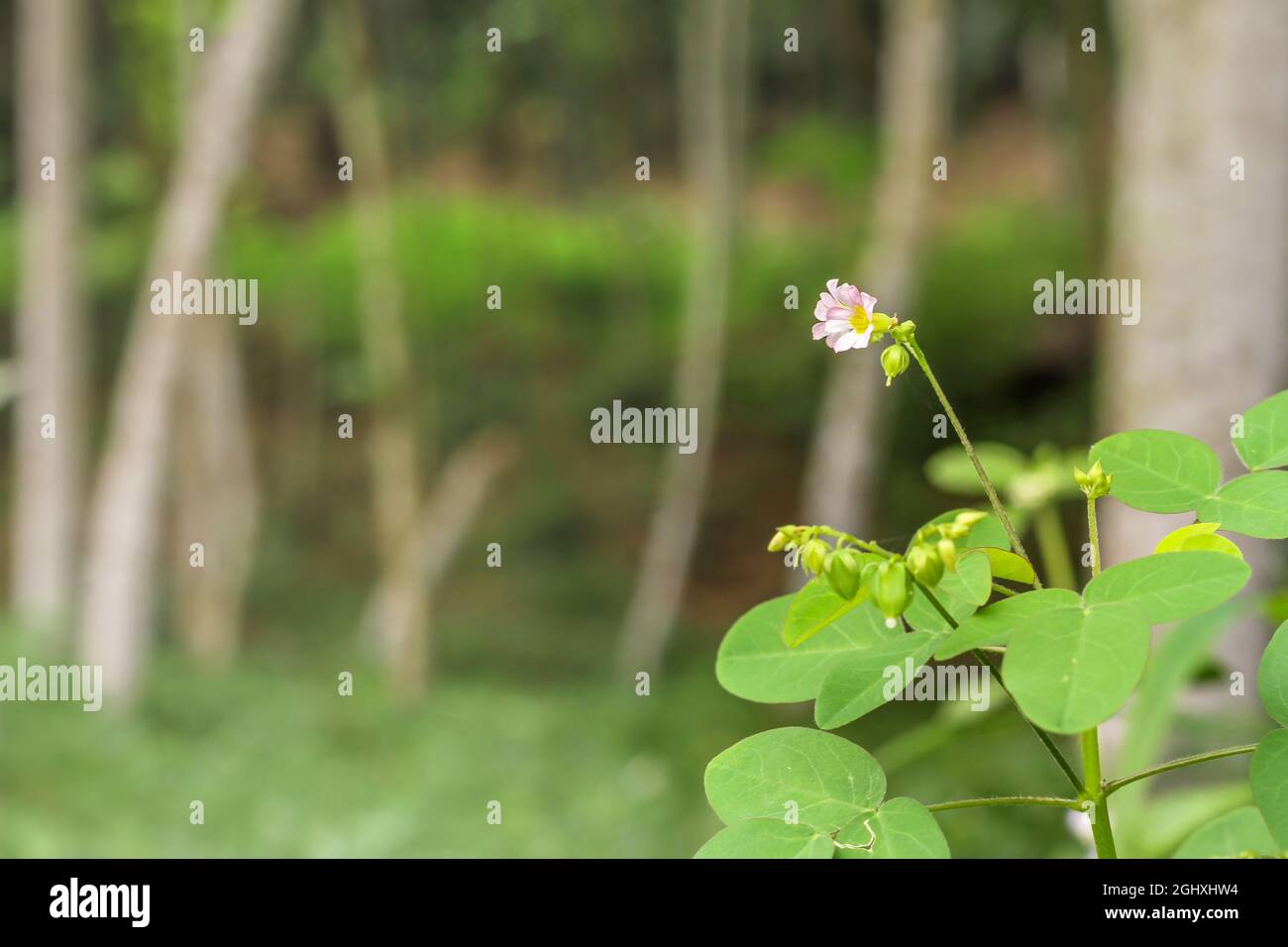 Un tipo di erba oxalis con piccoli fiori bianchi e viola e piccole foglie verdi, con un albero di albizia sullo sfondo Foto Stock