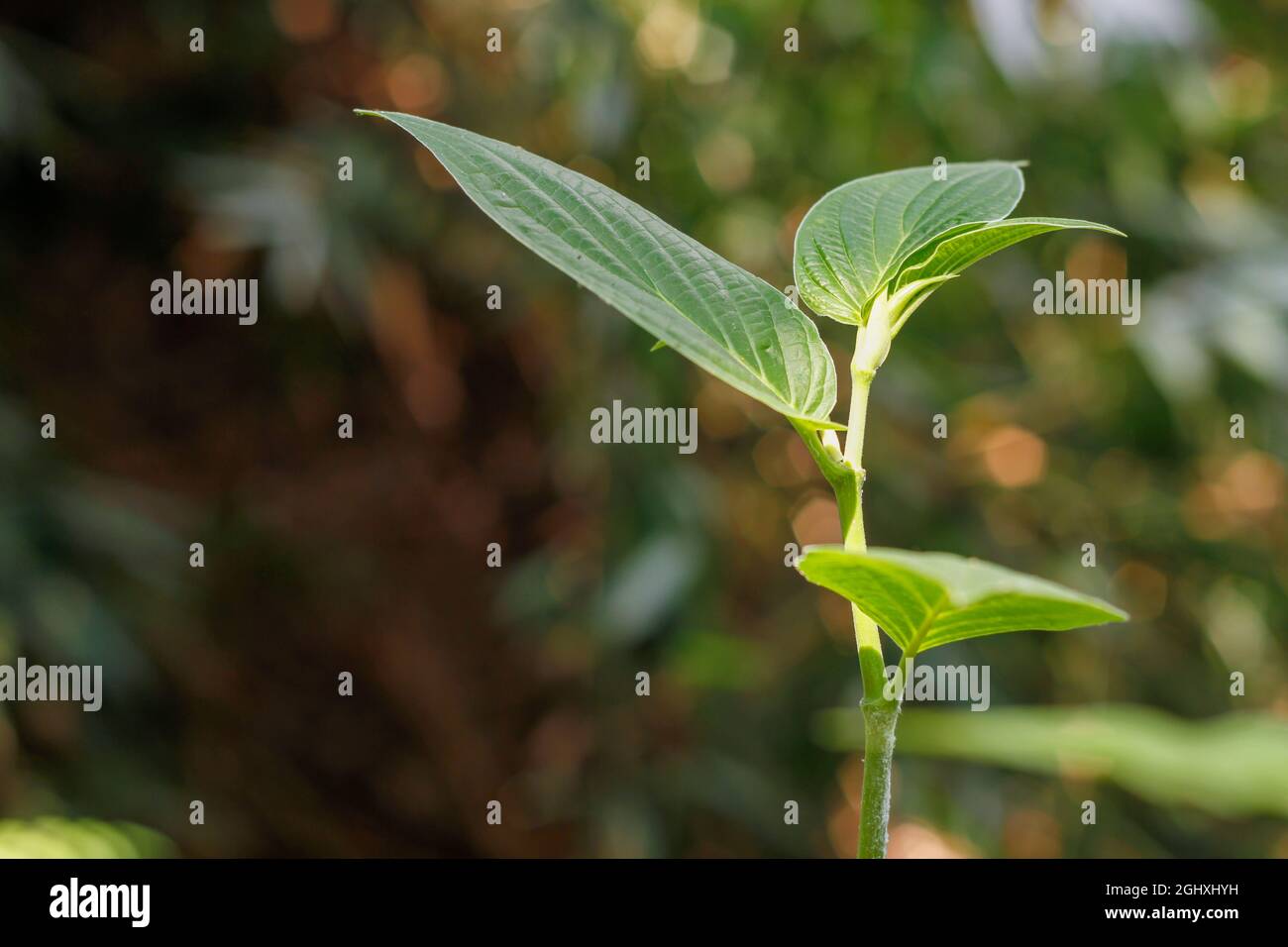 Erba con il tipo di piper aduncum, ha ampi petali di foglia verde Foto Stock