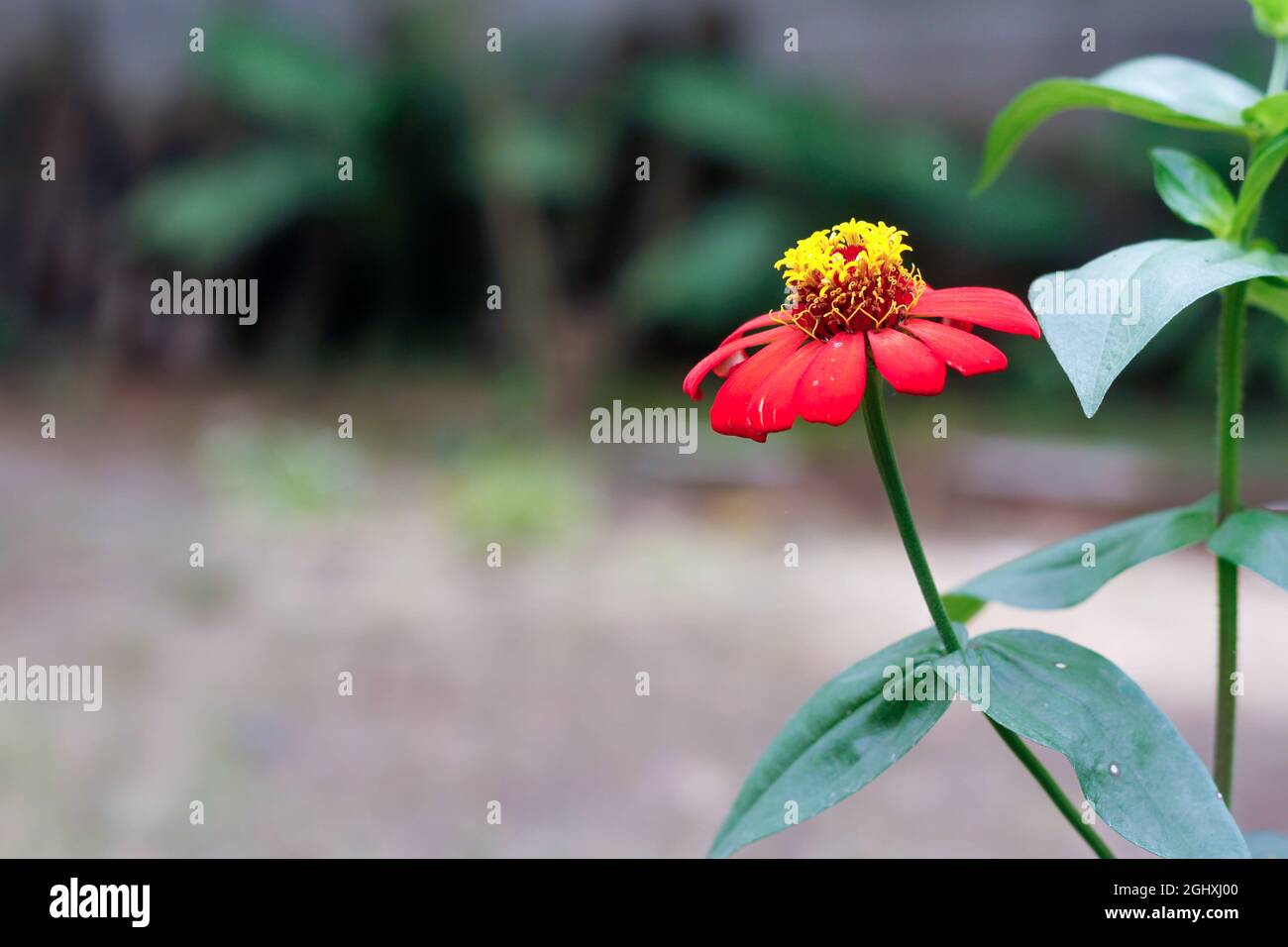Fiore di Zinnia con petali rossi e centro giallo Foto Stock