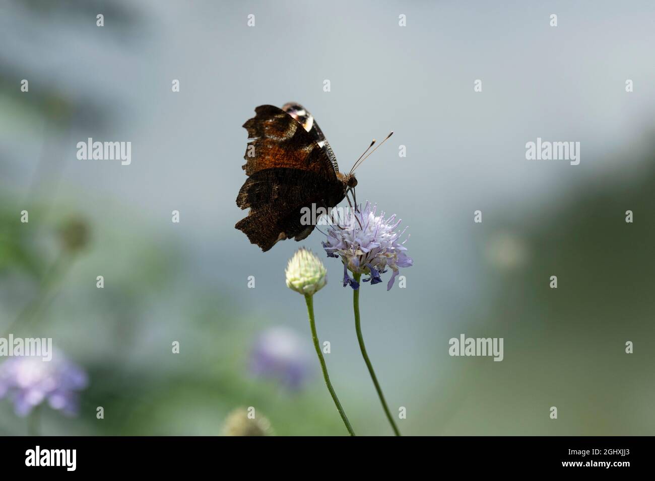 Aglais è un genere di farfalle a piedi di pennello, che contiene le tartaruga. Foto Stock