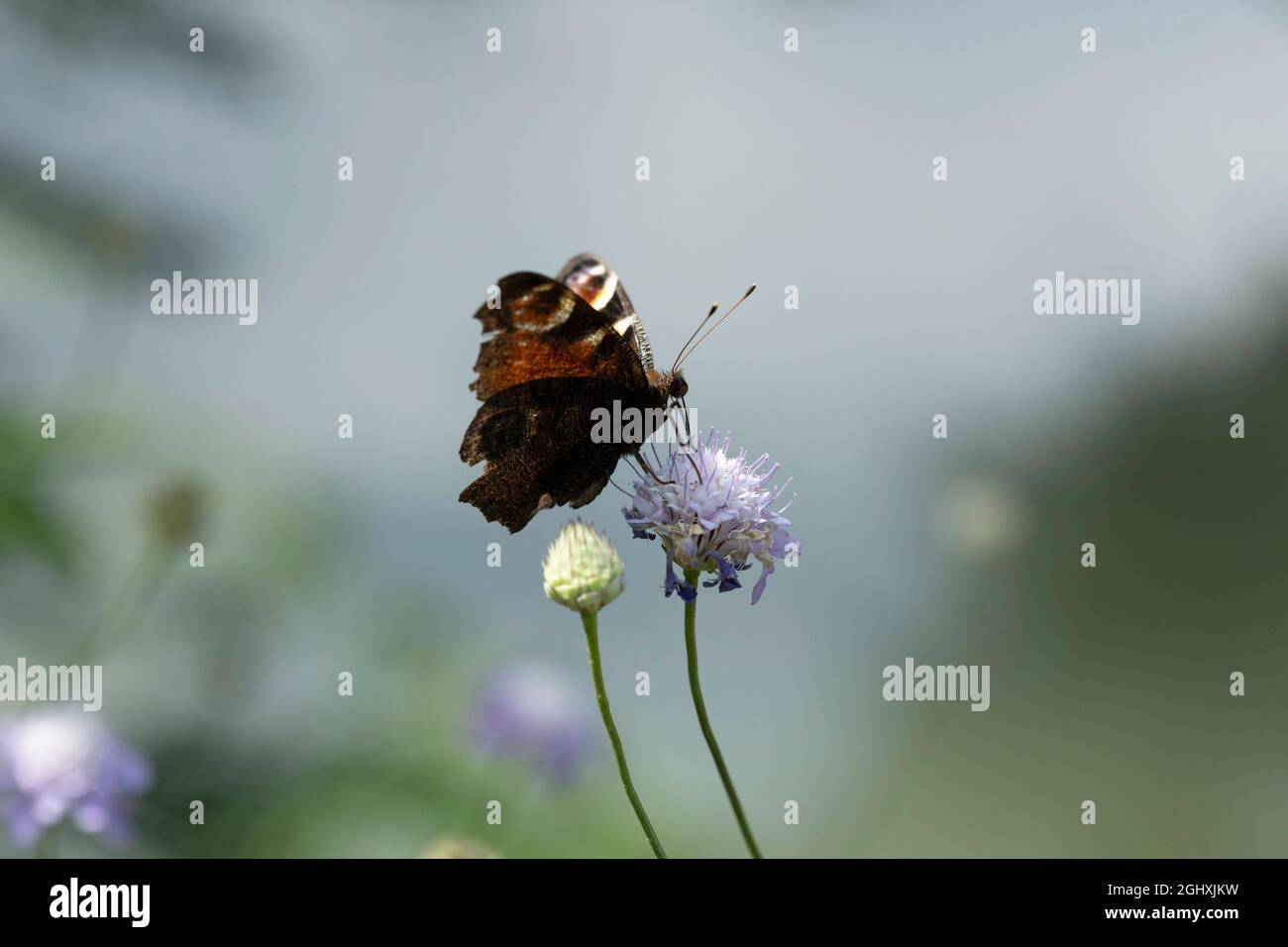 Aglais è un genere di farfalle a piedi di pennello, che contiene le tartaruga. Foto Stock