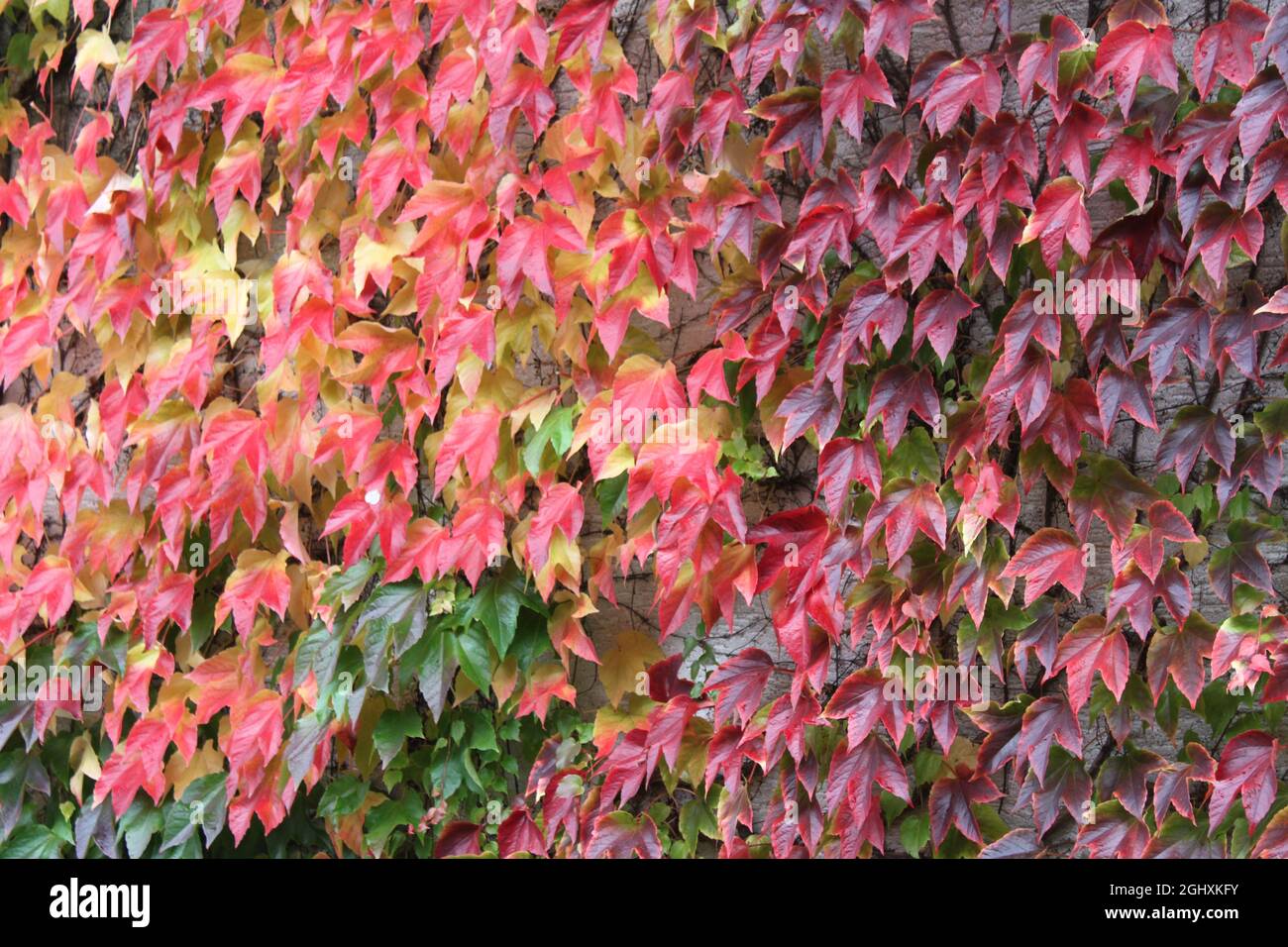 foglie d'uva rosse e colorate su un muro Foto Stock