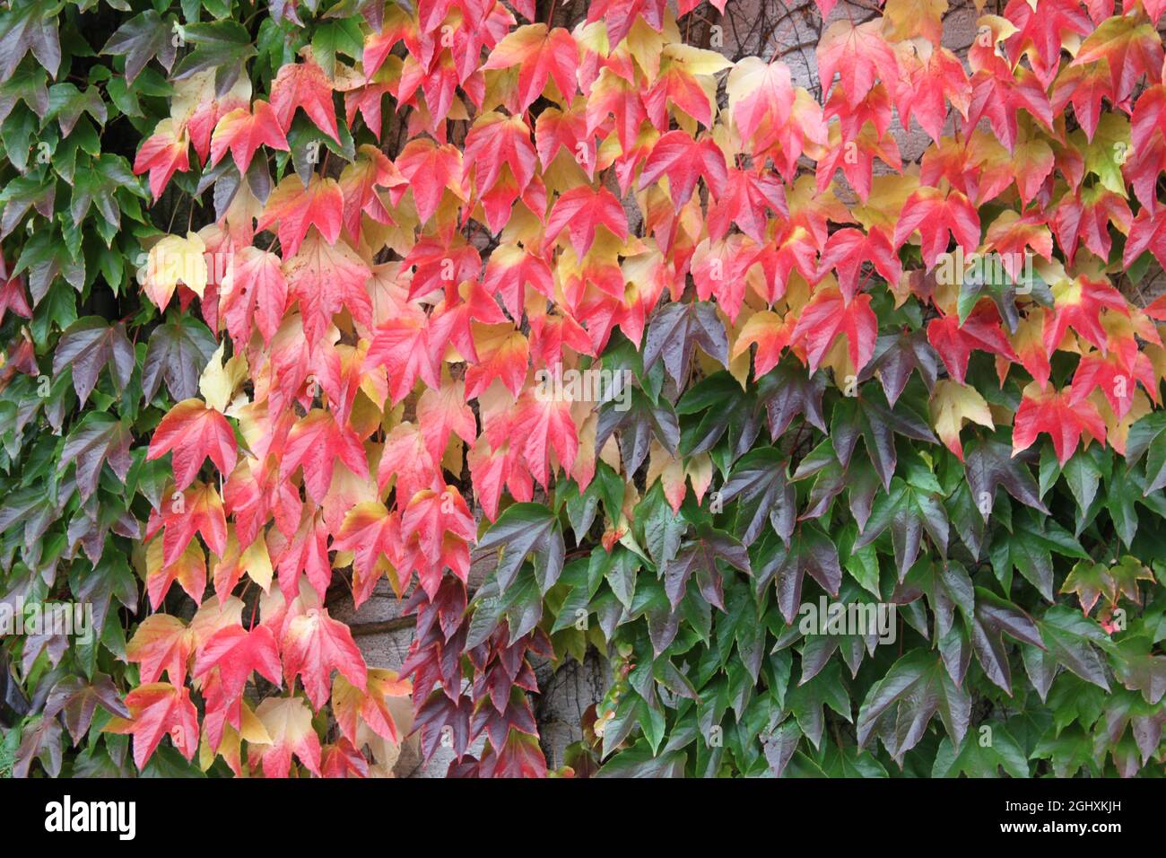 foglie d'uva rosse e colorate su un muro Foto Stock