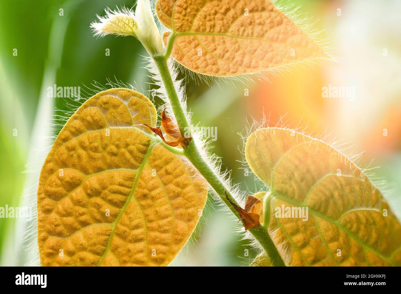Famiglia fichi Ficus villosa Foto Stock