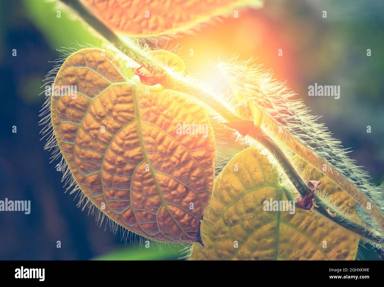 Famiglia fichi Ficus villosa Foto Stock