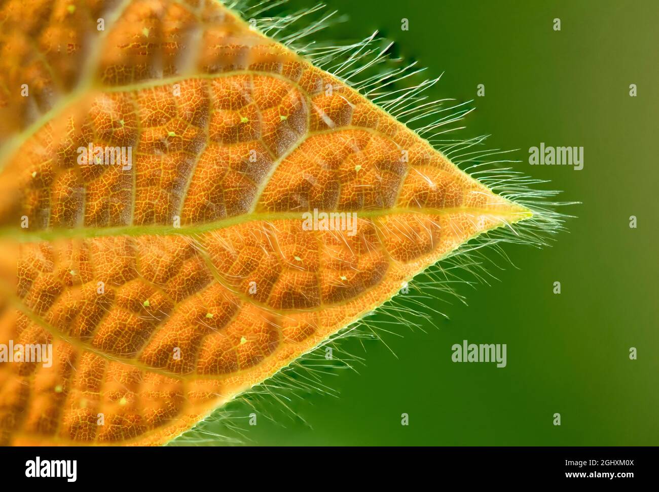 Famiglia fichi Ficus villosa Foto Stock