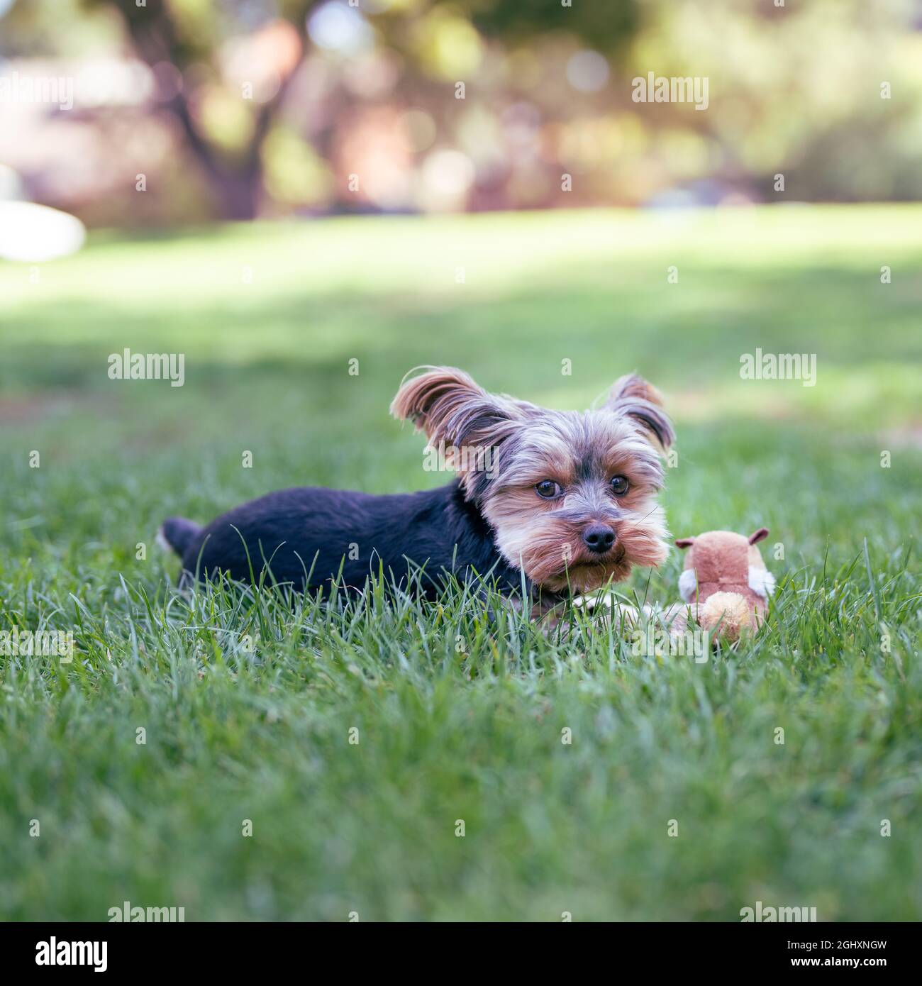 Yorkshire Terrier giocando con uno scoiattolo stuffato in un parco erboso Foto Stock