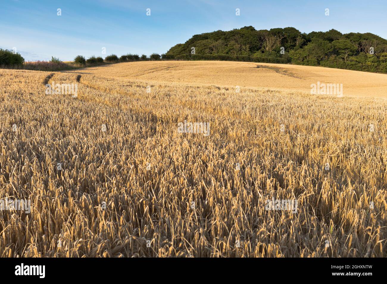 dh Barley campo COLTIVAZIONI SERA CAMPI d'oro agosto scozia raccolto uk raccolto Foto Stock