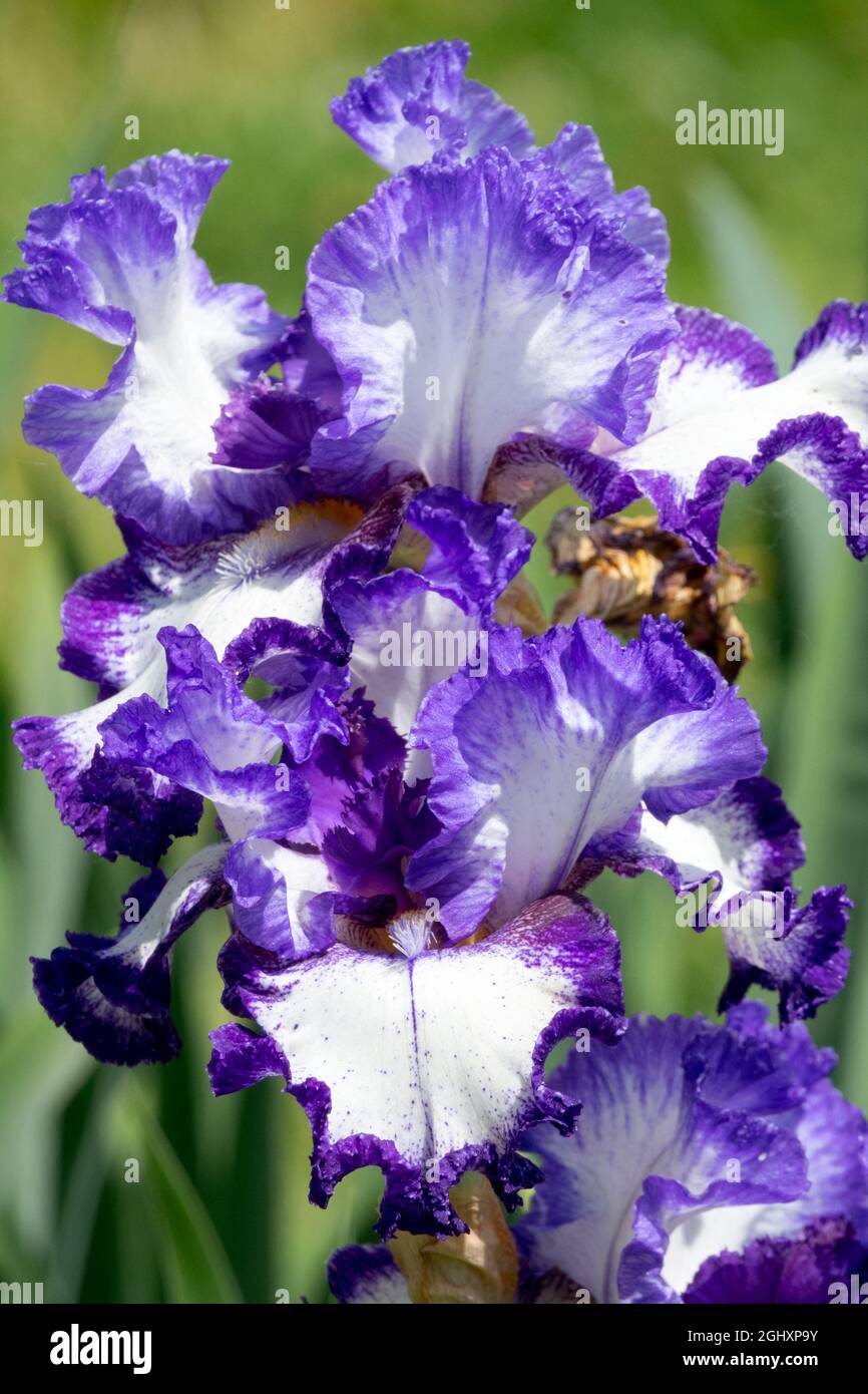 Bianco Blu bearded Iris fiore Iris 'primo Stitch' decorativo iridi ornamentali cadute Foto Stock