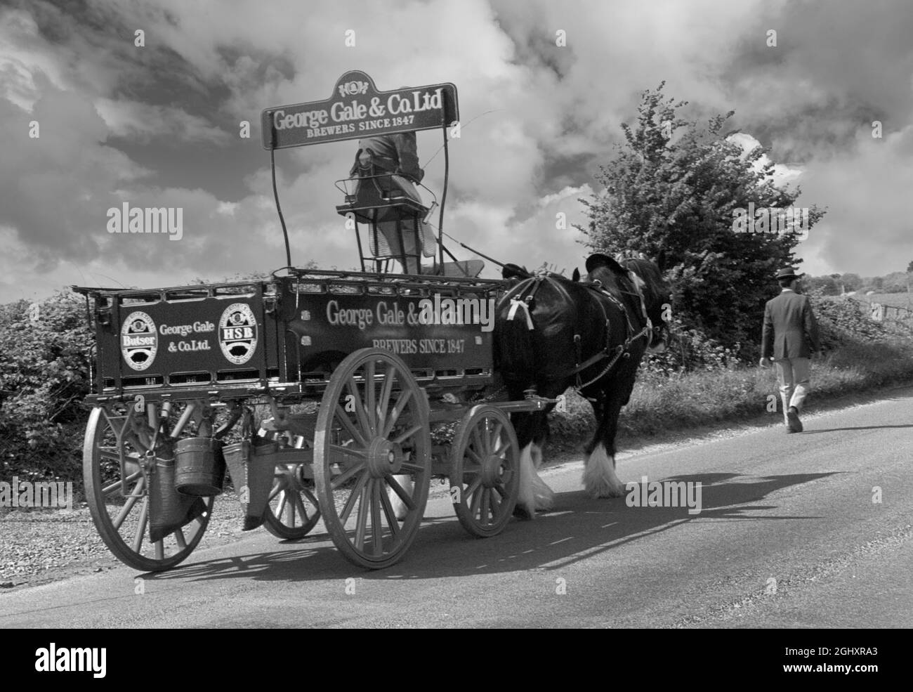 Shire cavalli con gestore tirando George Gale e Co Horndean birrificio dray nella New Forest, Hampshire, Inghilterra, Regno Unito Foto Stock