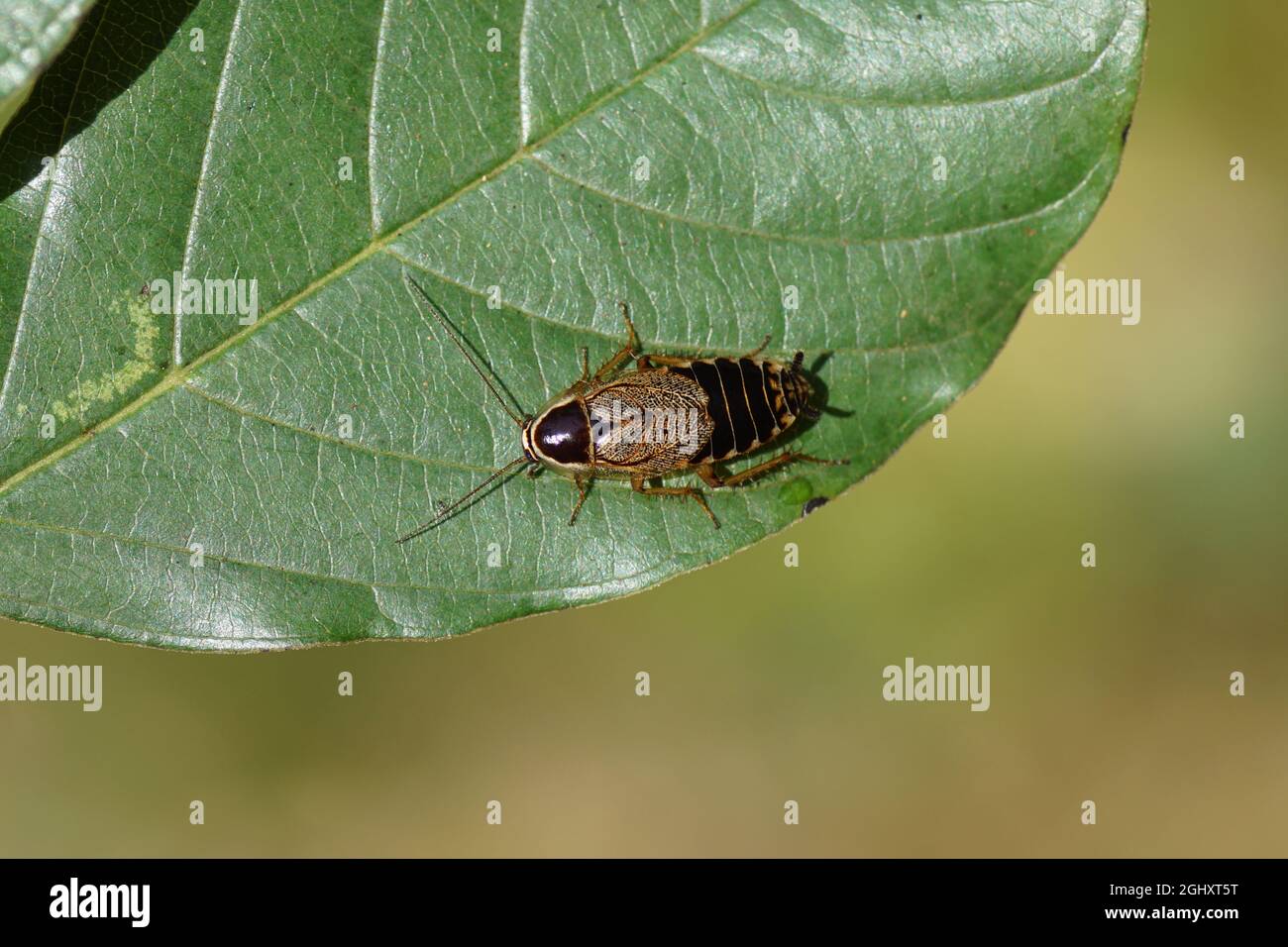 Scarafaggio forestale femminile, scarafaggio minore (Ectobius sylvestris), famiglia Ectobiidae, su una foglia di fibbio di ontano. Paesi Bassi, fine estate, settembre Foto Stock