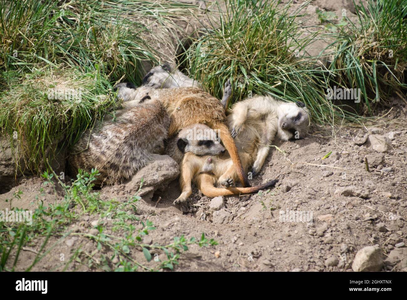 Erdmännchen schlafen aufeinander liegend Foto Stock