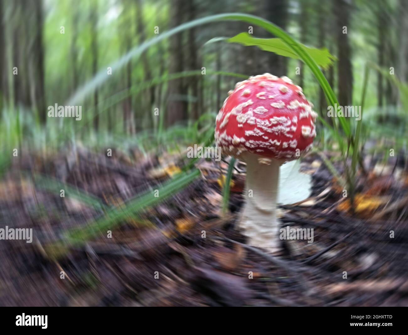 Giovane rosso mosca agarico nella foresta. Sfocatura radiale. Funghi velenosi. Foto Stock