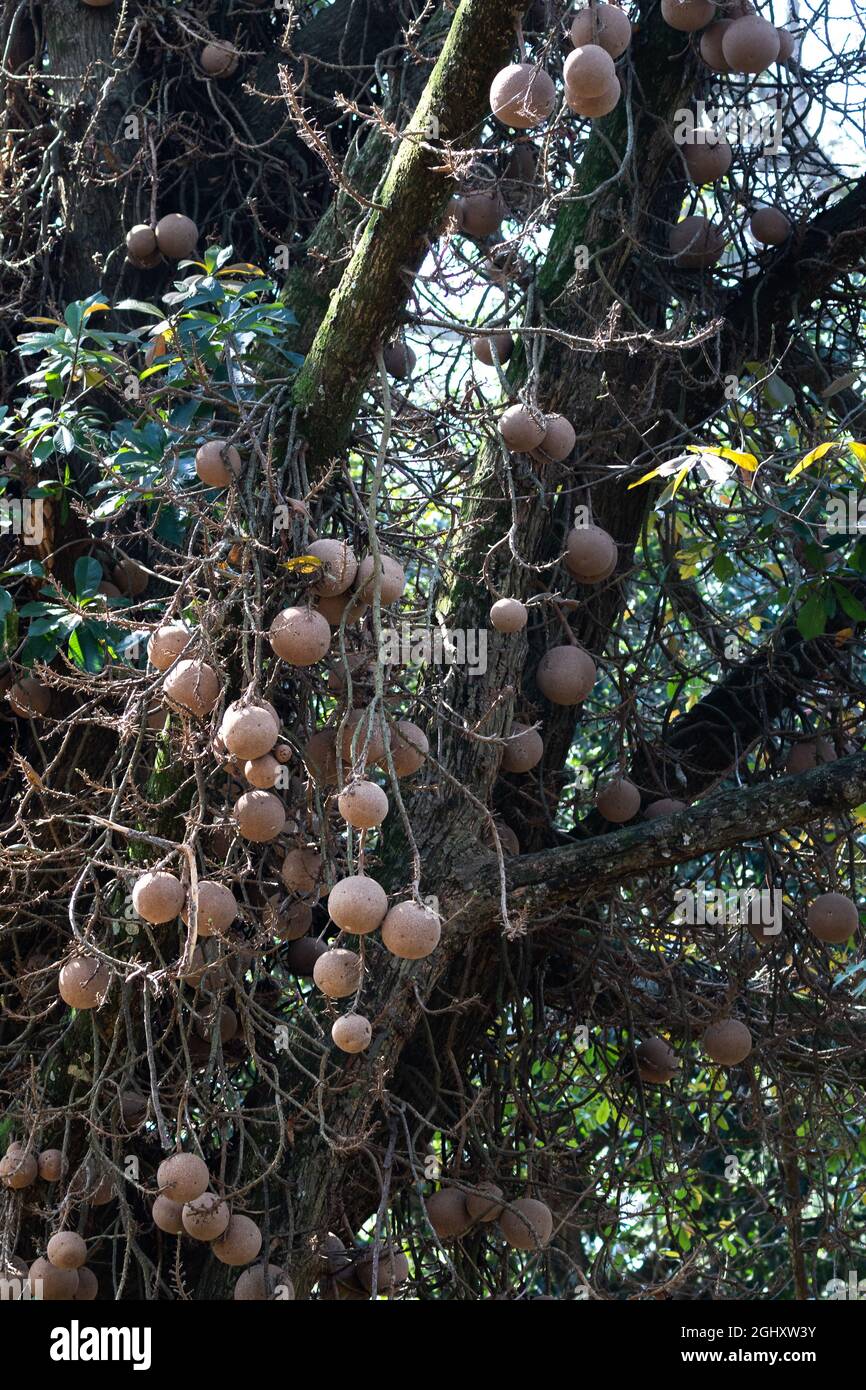 Ci sono molti frutti appesi sull'albero del cannone in Uganda. Foto Stock