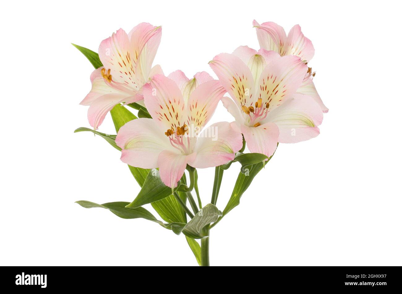 Fiori viola di alstroemeria Foto Stock