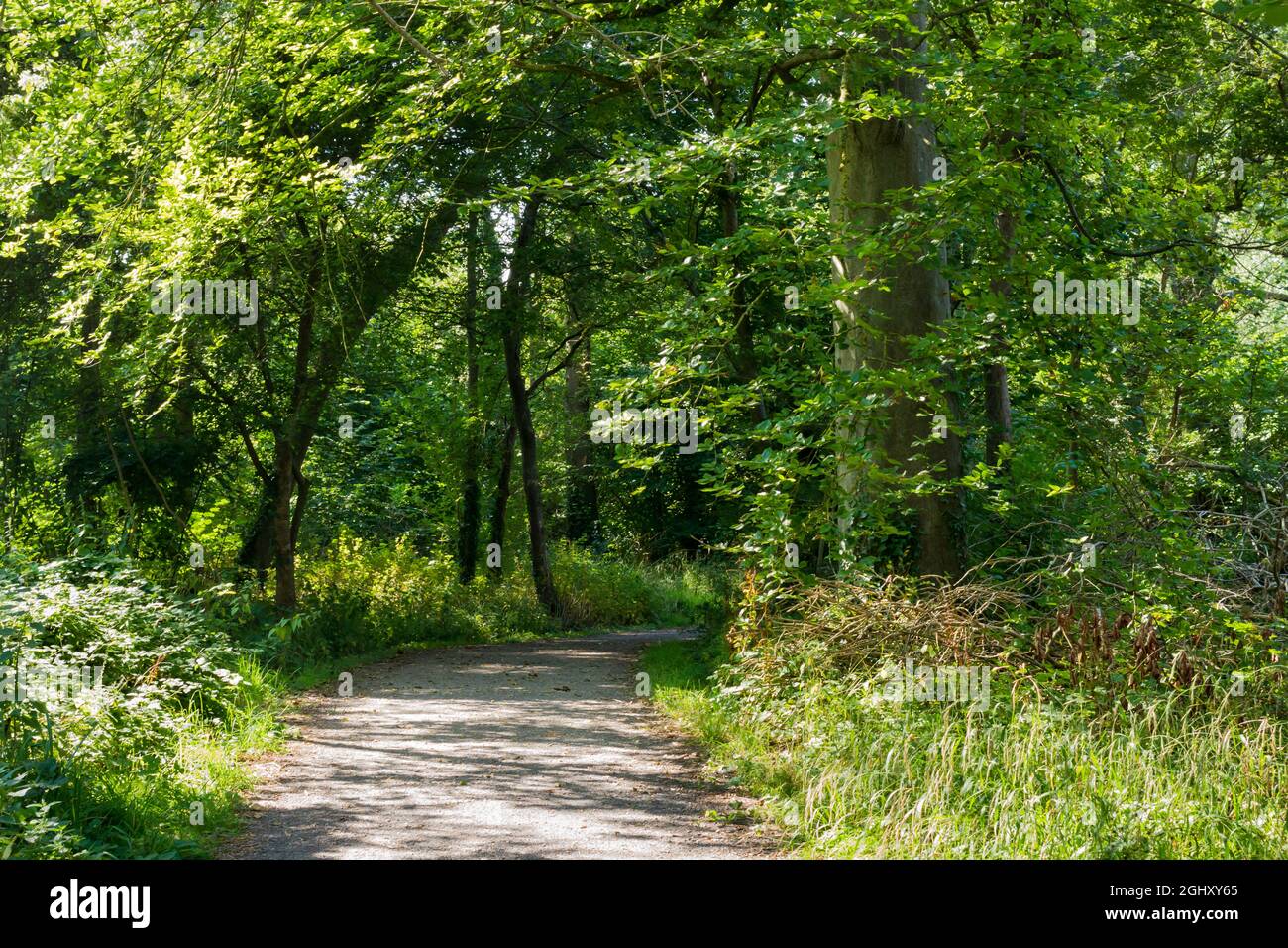 Passeggiata inglese nel bosco a fine estate Foto Stock