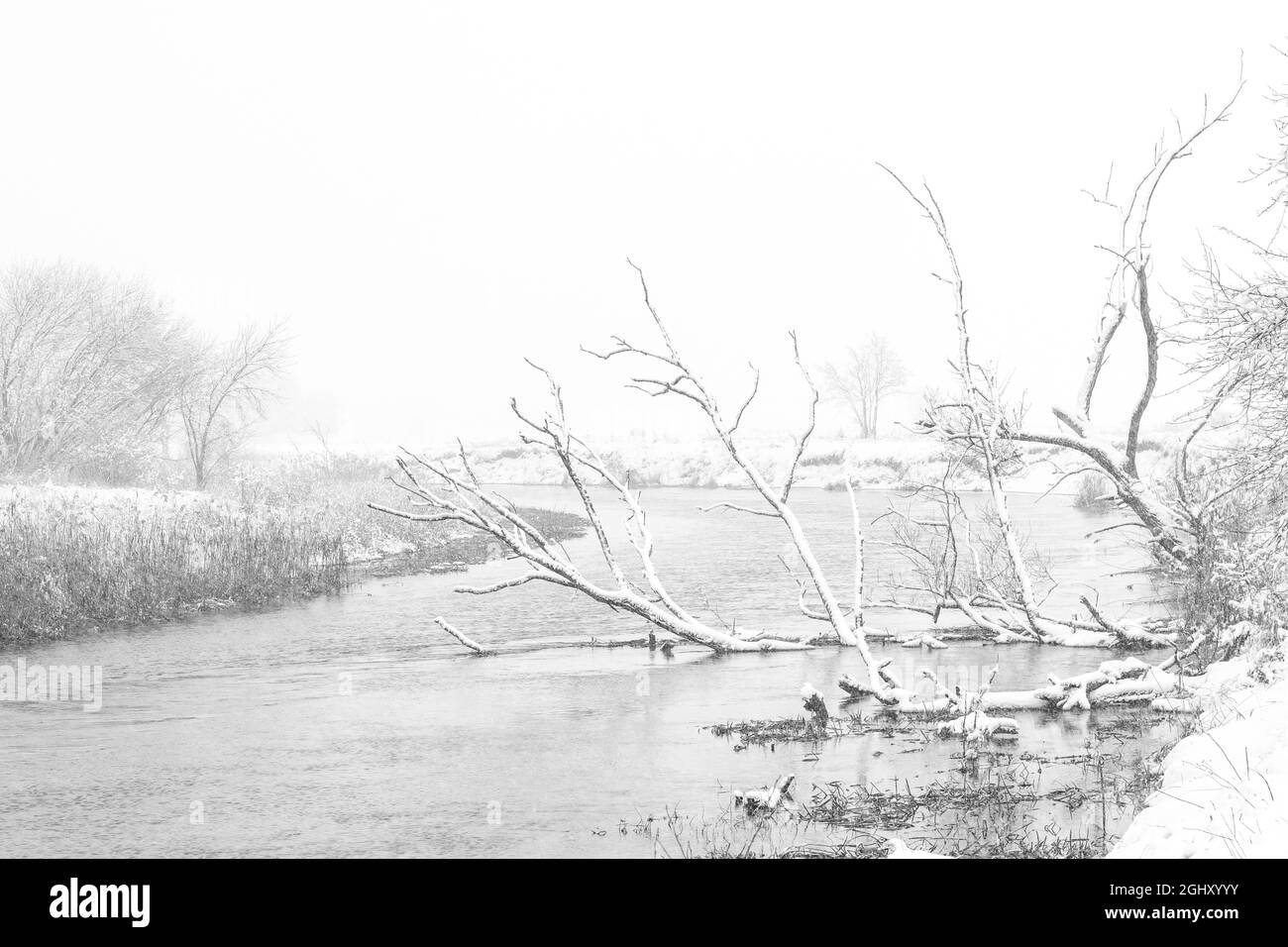 Albero morto sdraiato in fiume in inverno coperto di neve Foto Stock