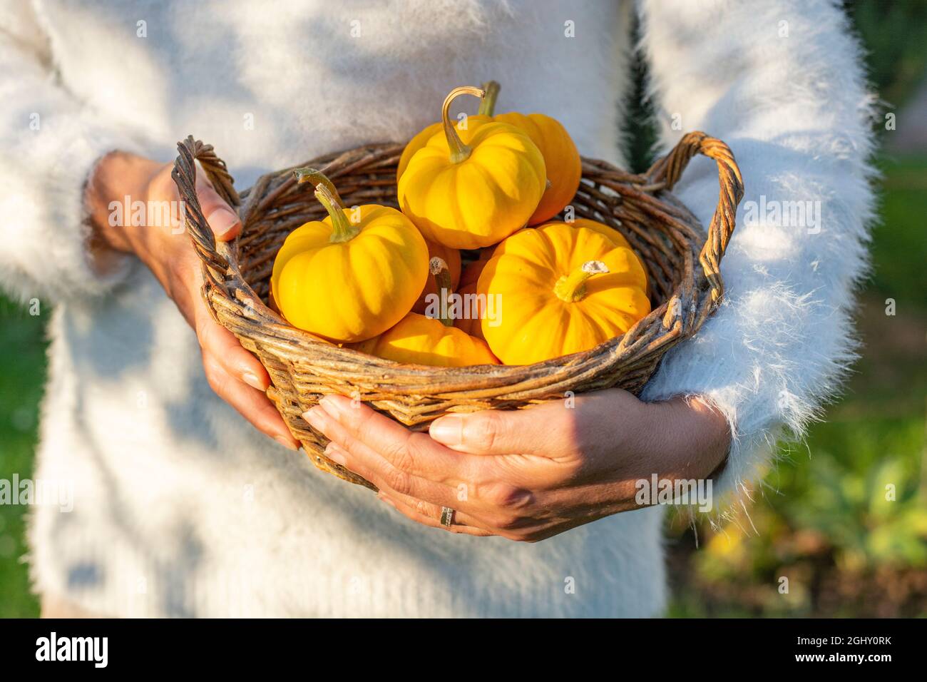 Donna irriconoscibile che tiene piccole zucche fresche e mature gialle. Nano decorativo organico pumpkins.in un cestino di vimini. Foto Stock