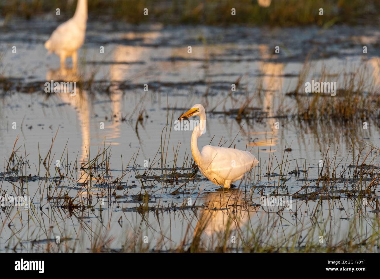Un grande Egret bianco guado in una palude erbosa con un pesce nel suo becco che ha catturato e sarà mangiare. Foto Stock