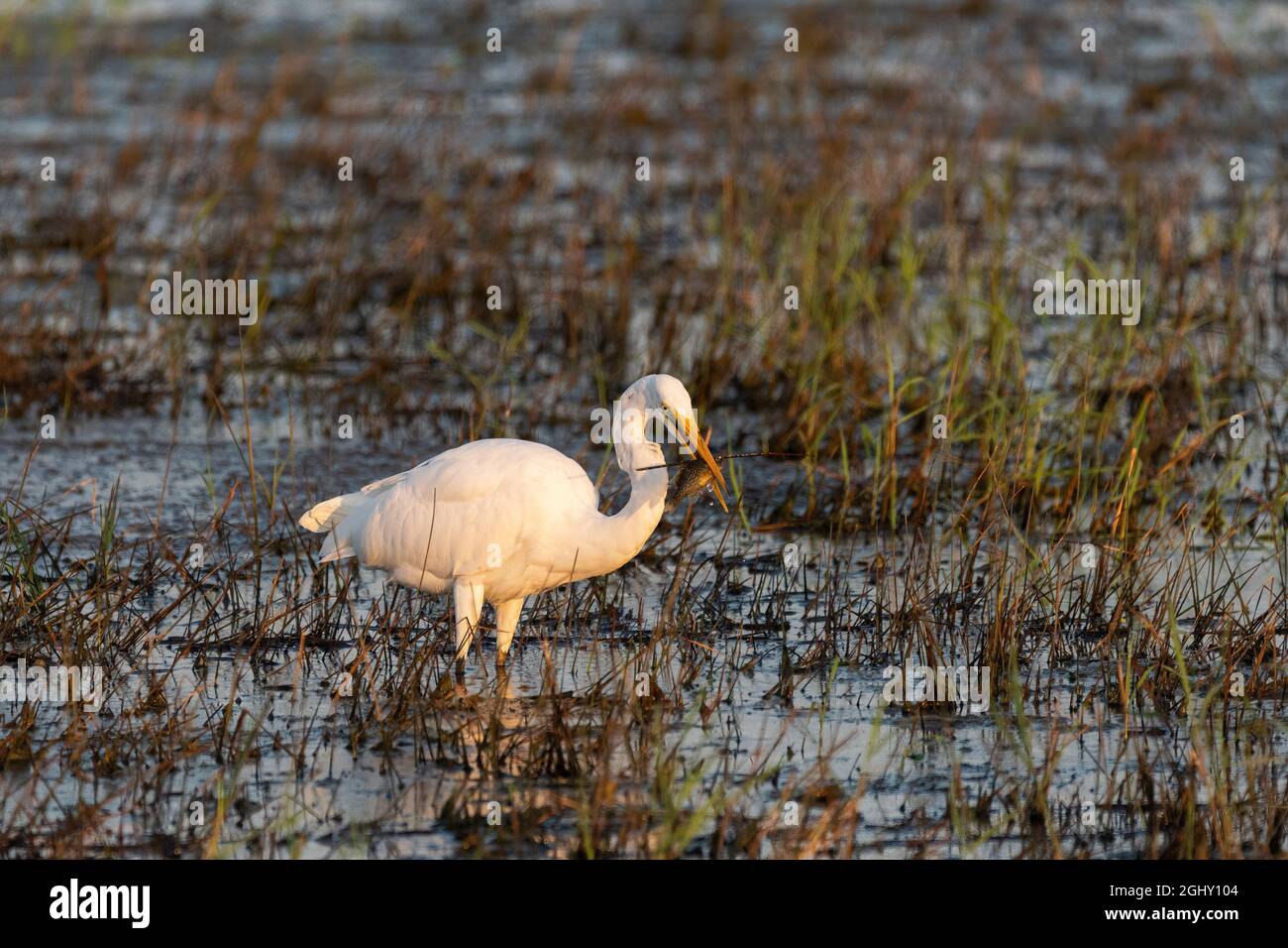 Un grande Egret bianco in piedi in una palude erbosa con un pesce nel suo becco che ha catturato per mangiare. Foto Stock