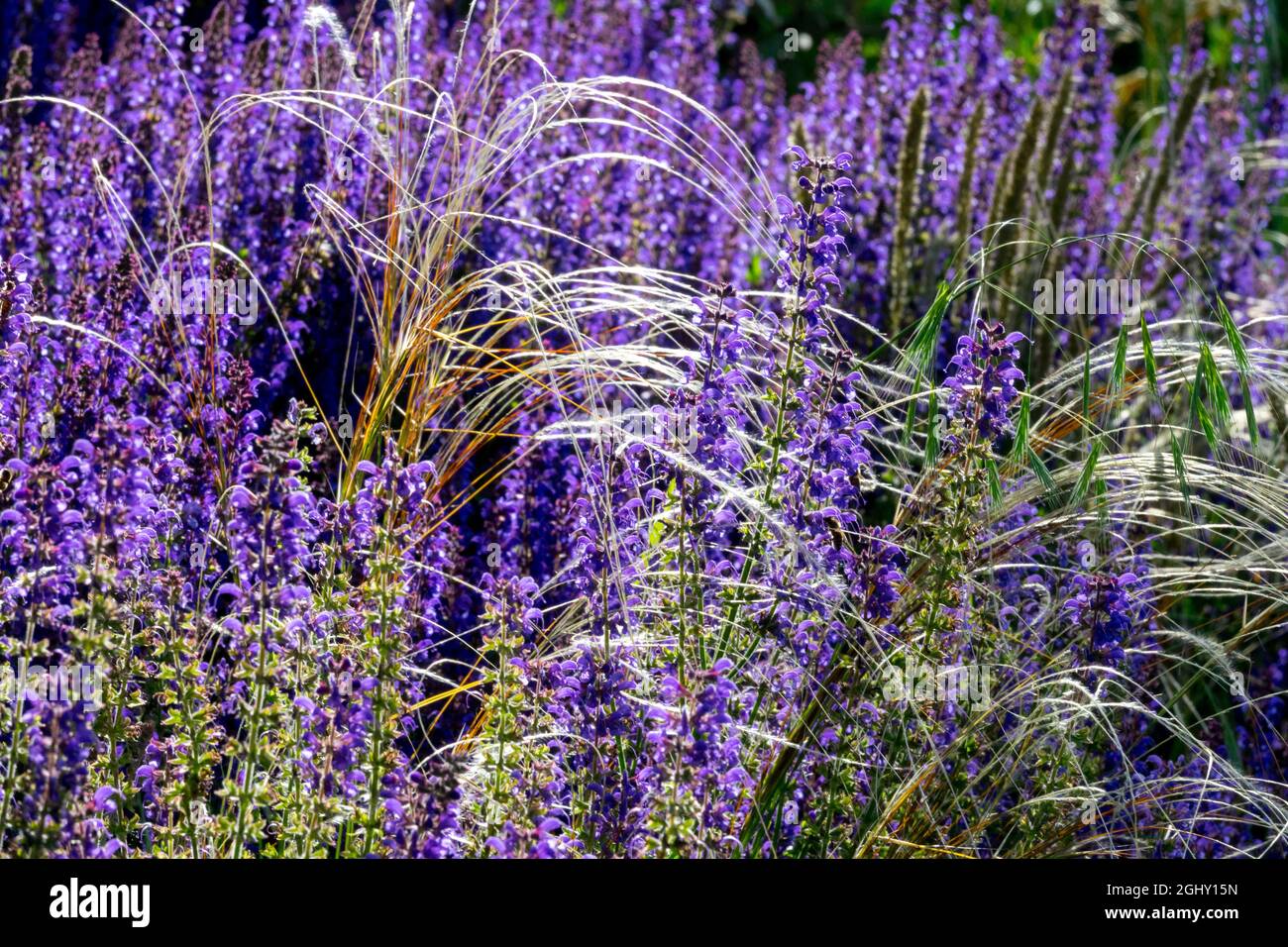 Salvia nemorosa 'May Night' o 'Mainacht' nel blu giardino estivo Salvia Nemorosa Foto Stock