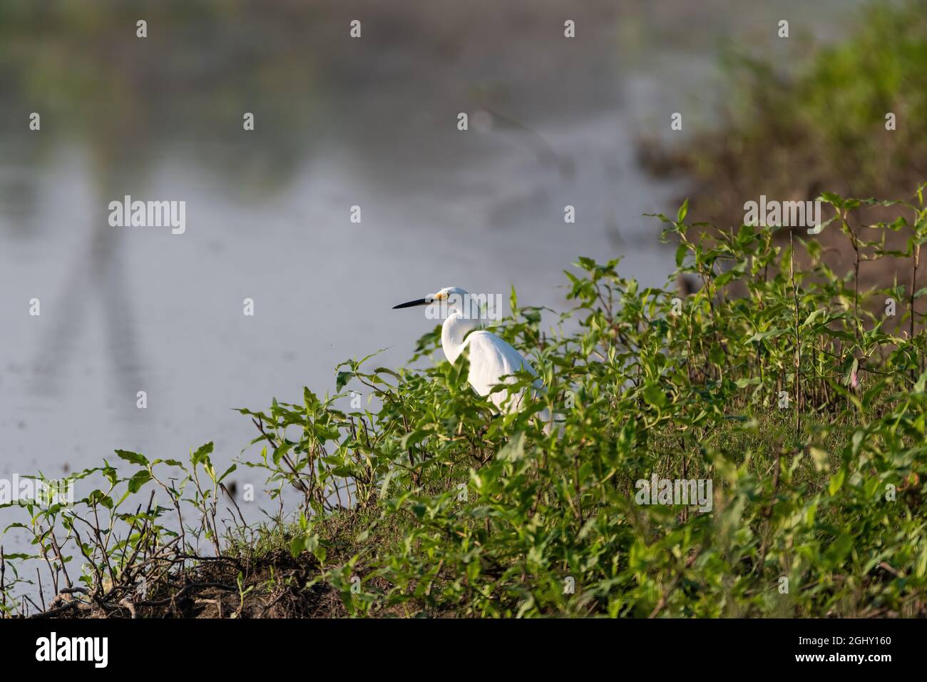 Un Egret Snowy rilassante nelle erbacce su una riva ripida su una riva del lago mentre si guarda sull'acqua Foto Stock