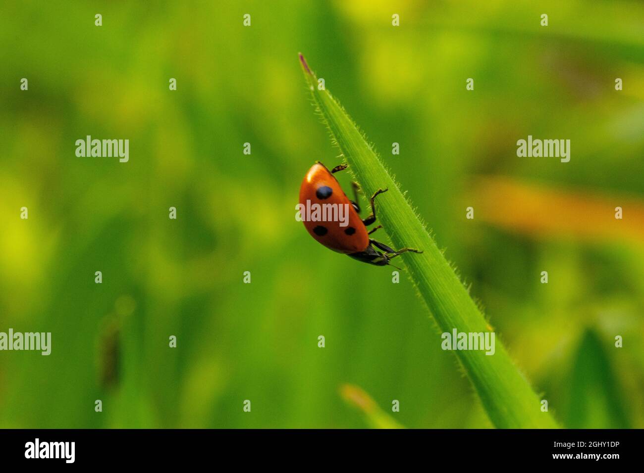 Ladybug a sette punti su una pianta. coccinella septembuncata Foto Stock