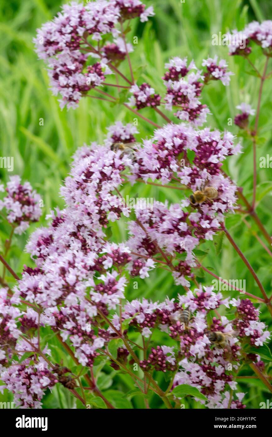 Marjoram selvatico Origanum vulgare fiore in un giardino Foto Stock