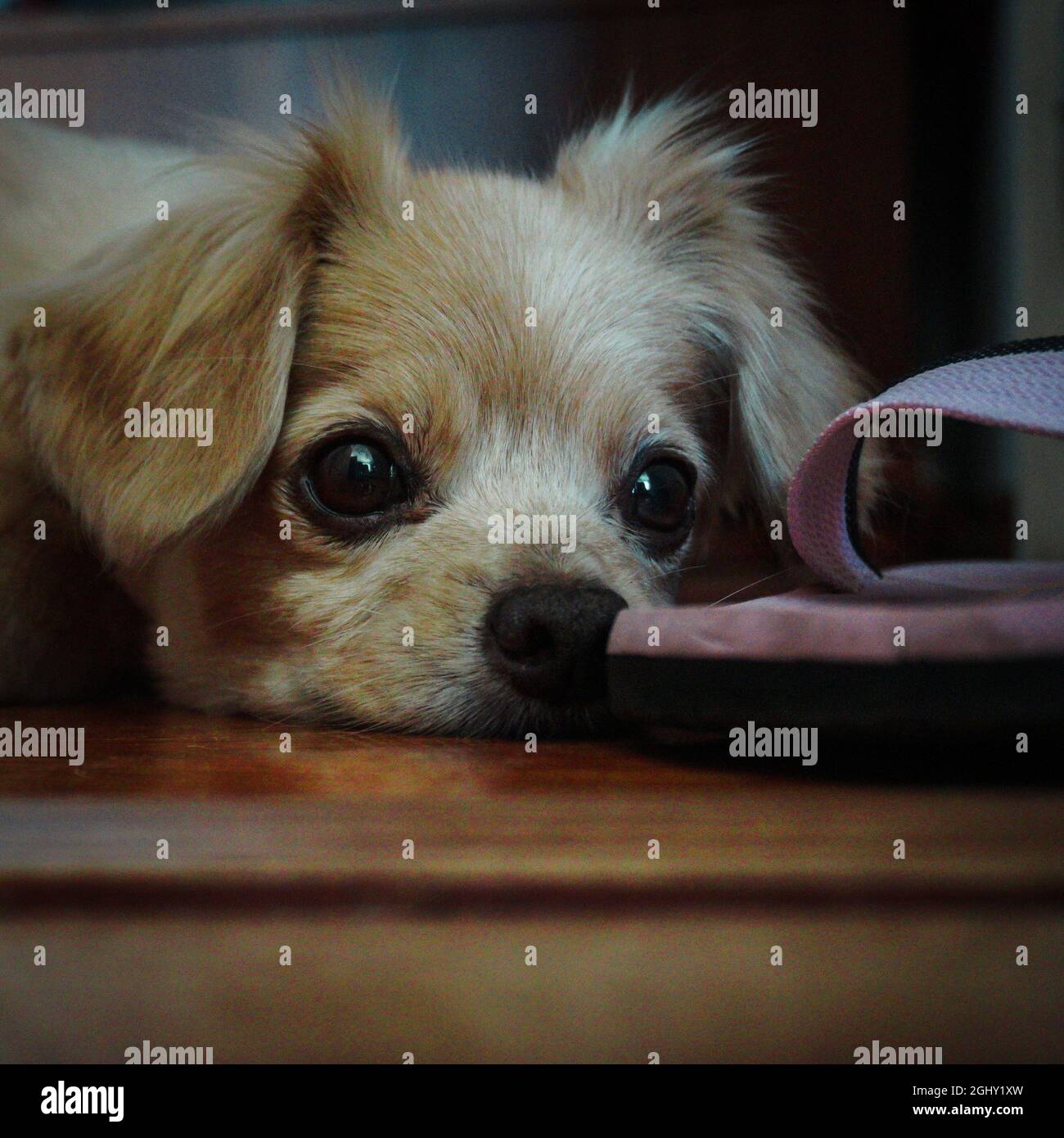 Un cane carino che si stendeva intorno con gli occhi spalancati. Foto Stock
