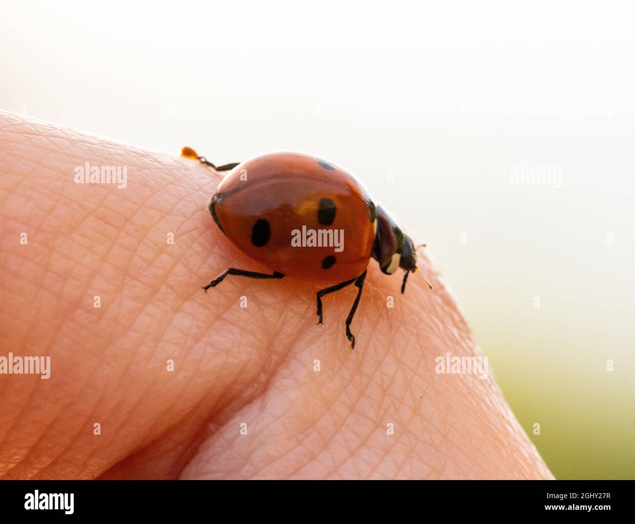 Sette punti ladybug sulle mie dita. coccinella septembuncata Foto Stock