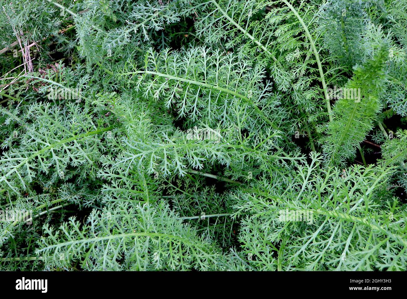 Achillea millefolio FOGLIE SOLO comune Yarrow – finemente disseped fernlike foglie verdi, agosto, Inghilterra, Regno Unito Foto Stock