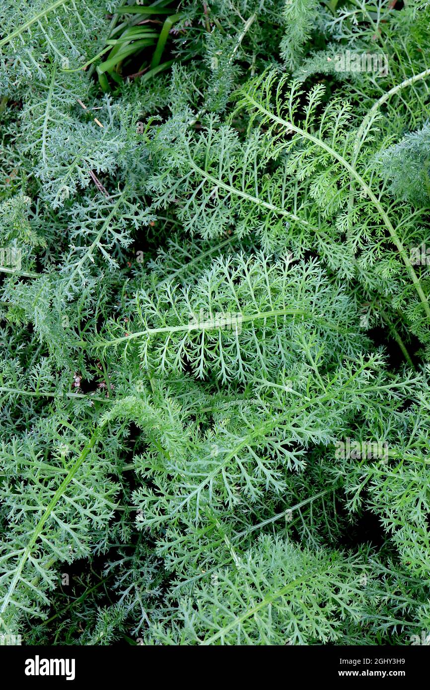 Achillea millefolio FOGLIE SOLO comune Yarrow – finemente disseped fernlike foglie verdi, agosto, Inghilterra, Regno Unito Foto Stock