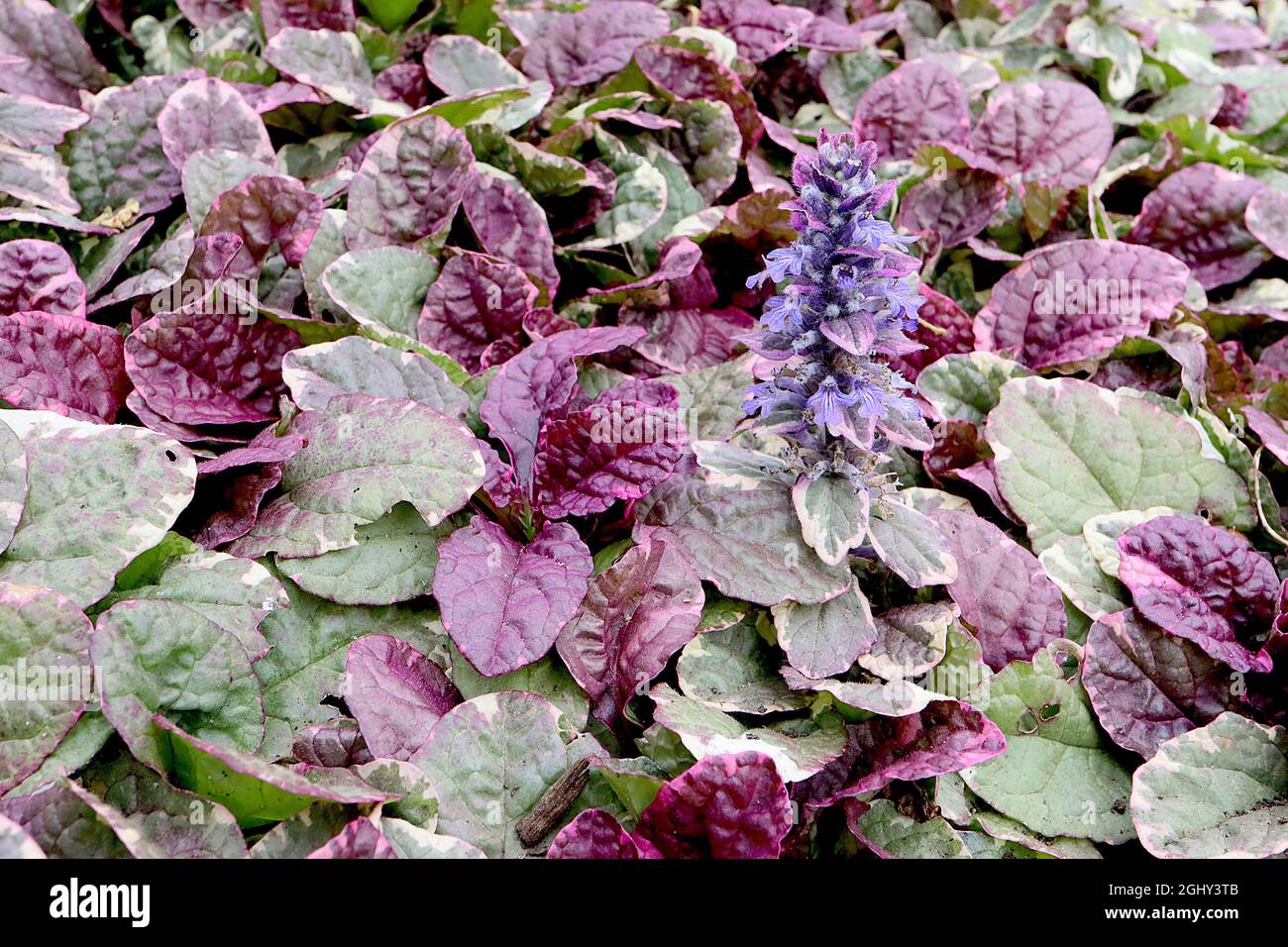 Ajuga reptans «Atropurpurea» buggle viola scuro – coralli di fiori viola scuro e crateri variegati, foglie viola profonde e verdi con margini di crema, Foto Stock