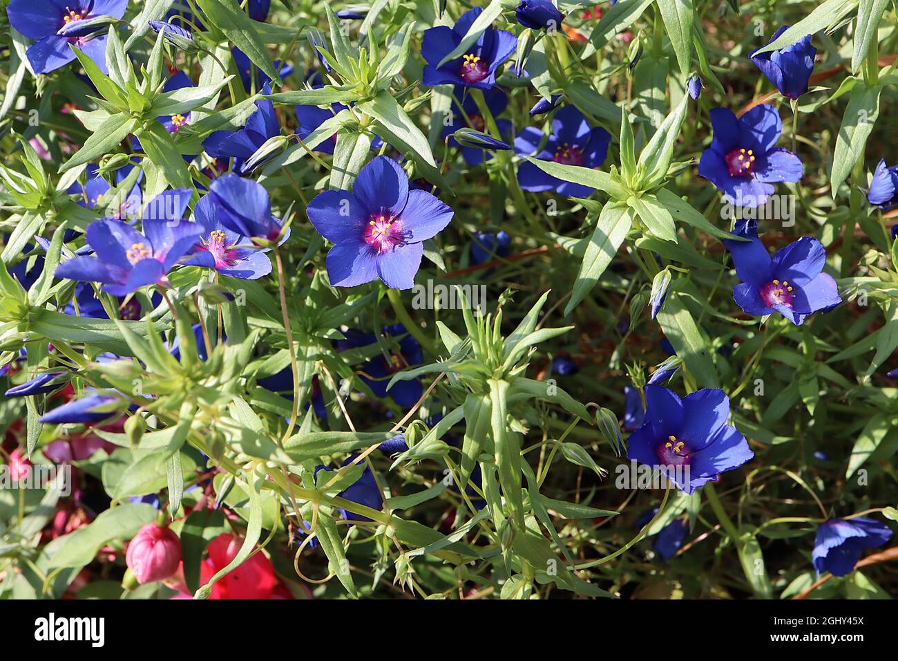 Anagallis / Lysimaria monelli ‘pimpernel’ blu scuro – fiori blu profondo con centro rosa profondo e piccole foglie a lancetta verde chiaro, agosto Foto Stock