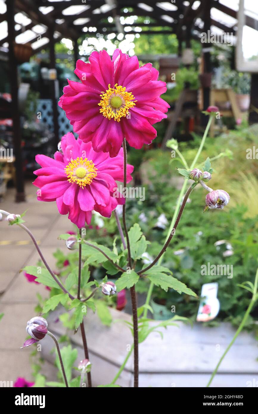 Anemone hupehensis var japonica «Bressingham Glow» anemone giapponese Bressingham Glow – semi-doppi fiori rosa profondi a forma di piattino con centro verde, Foto Stock