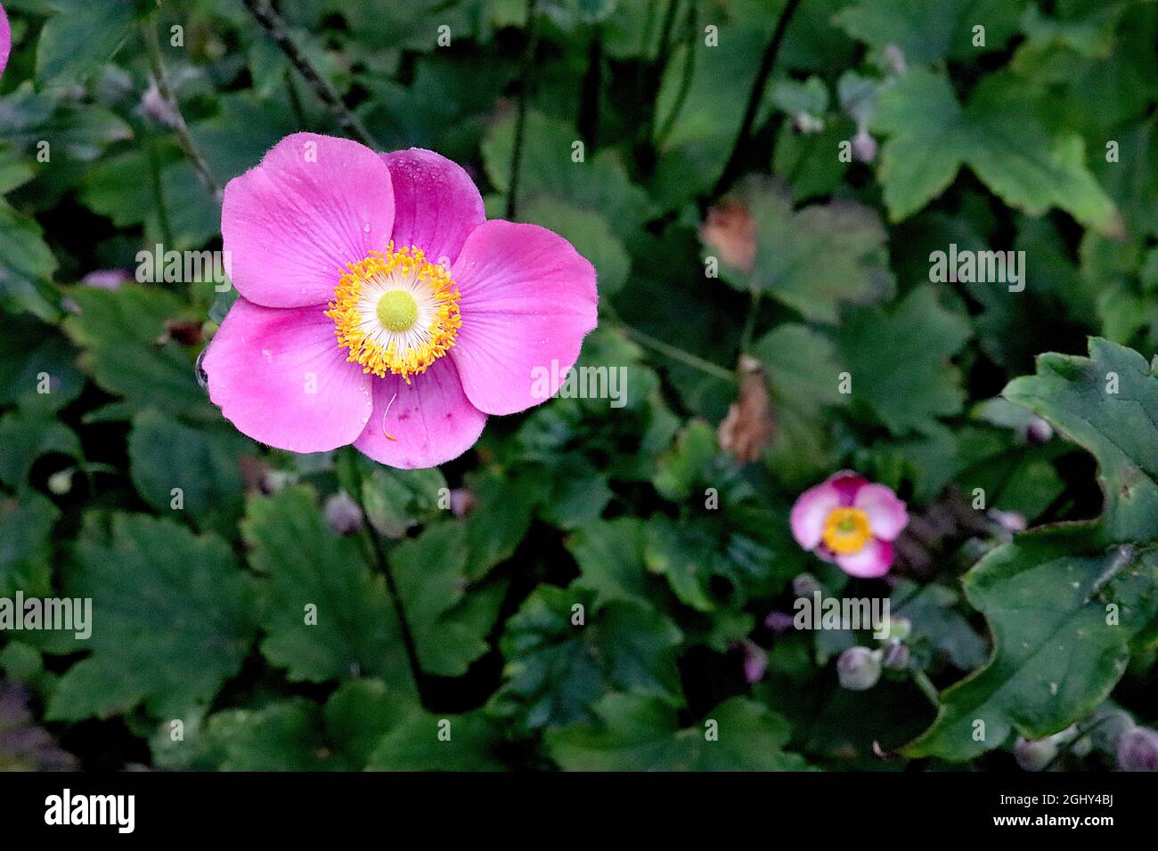 Anemone hupehensis var japonica ‘Hadspen abbondanza’ anemone giapponese Hadspen abbondanza – alternando fiori singoli rosa medi e profondi Foto Stock