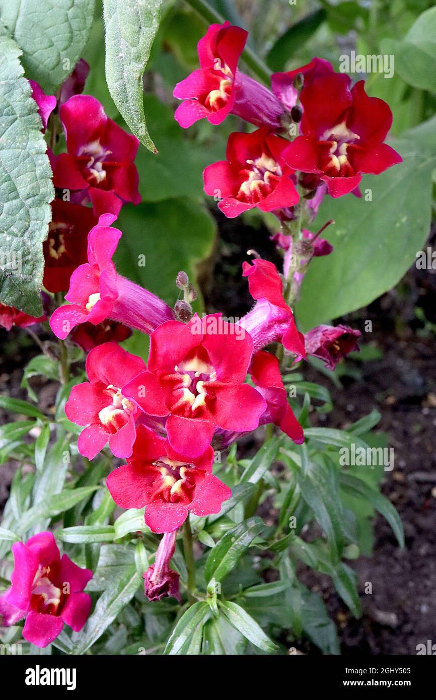Antirrhinum majus ‘Chantilly Purple’ Snapdragon Chantilly Purple – fiori punte di rivolta verso l'alto profondo cremisi a faccia aperta fiori Foto Stock