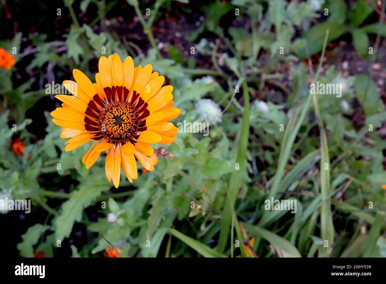 Arctotis fastuosa ‘Orange Prince’ cape Daisy Orange Prince – fiori a margherita arancioni con alone marrone scuro, agosto, Inghilterra, Regno Unito Foto Stock