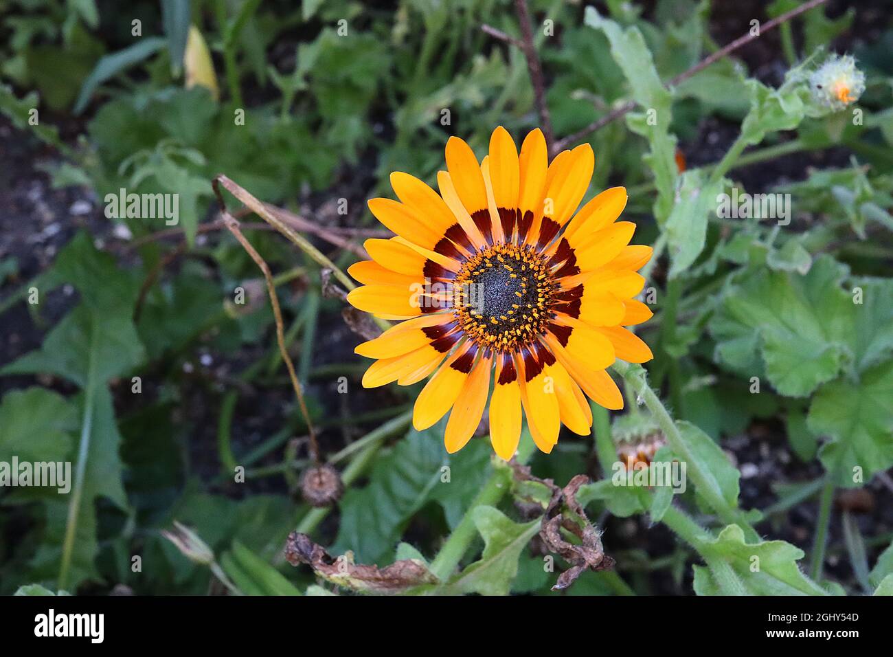 Arctotis fastuosa ‘Orange Prince’ cape Daisy Orange Prince – fiori a margherita arancioni con alone marrone scuro, agosto, Inghilterra, Regno Unito Foto Stock