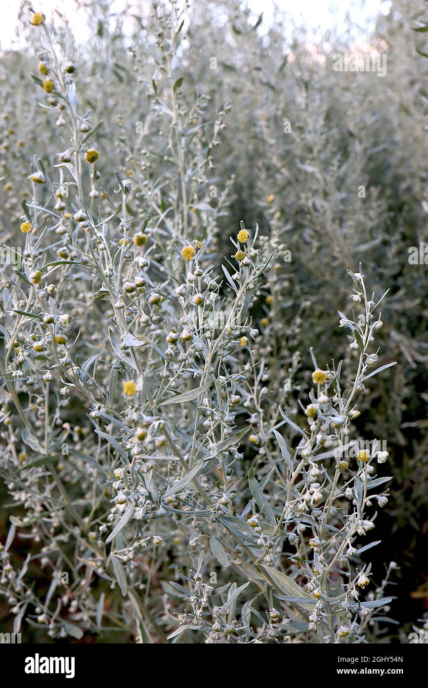 Artemisia absinthium comune wormwood – steli alti di fiori giallo scuro e foglie e steli verde argento, agosto, Inghilterra, Regno Unito Foto Stock