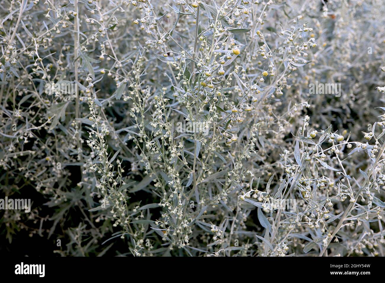 Artemisia absinthium comune wormwood – steli alti di fiori giallo scuro e foglie e steli verde argento, agosto, Inghilterra, Regno Unito Foto Stock