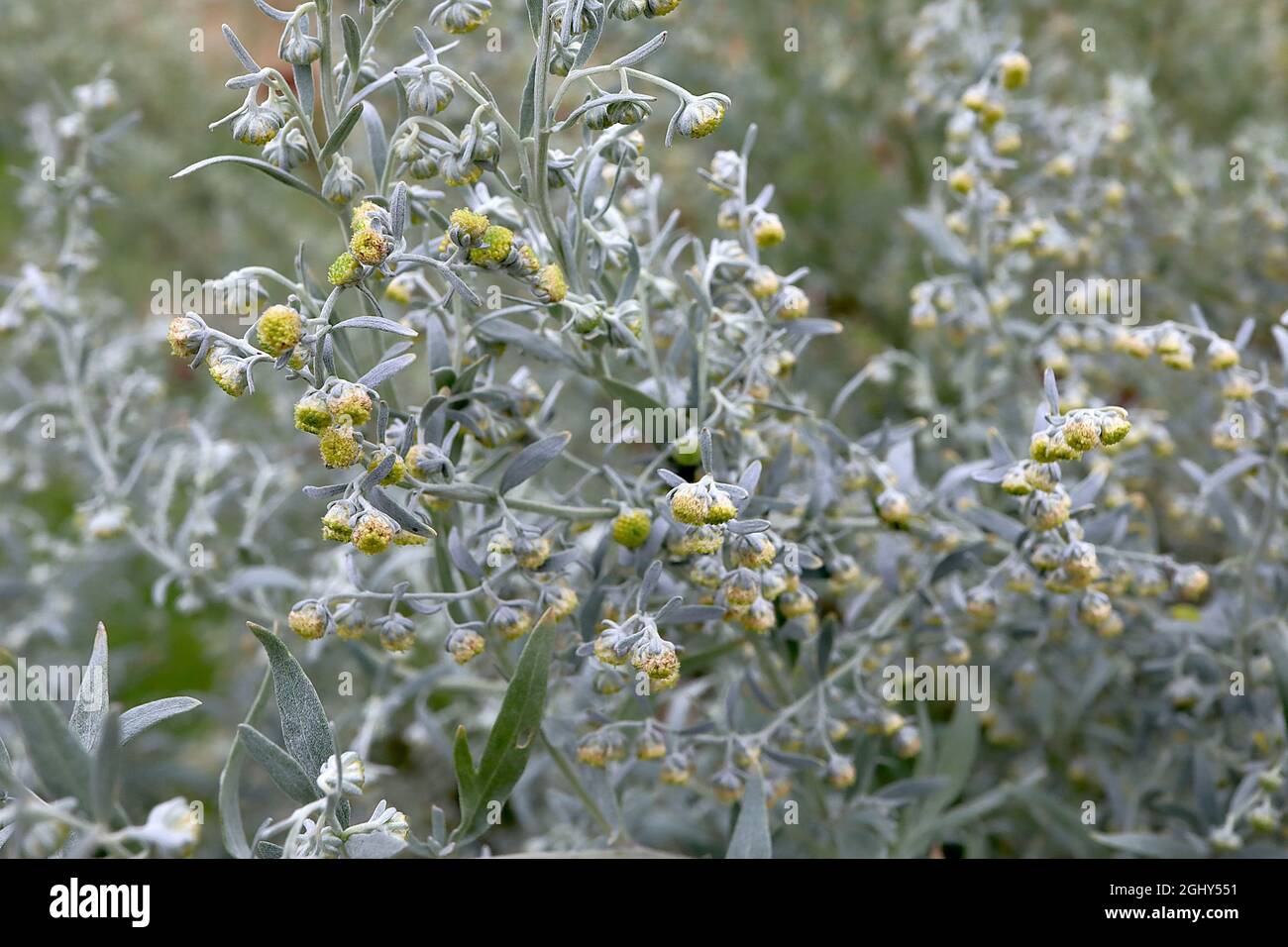 Artemisia absinthium comune wormwood – steli alti di fiori giallo scuro e foglie e steli verde argento, agosto, Inghilterra, Regno Unito Foto Stock