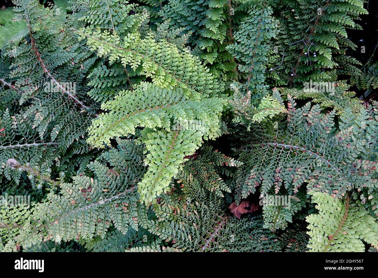 Asplenium dimorphum ‘Parvati’ Norfolk Island spleenwort – grandi rami ad arco di fronti a ventaglio, agosto, Inghilterra, Regno Unito Foto Stock