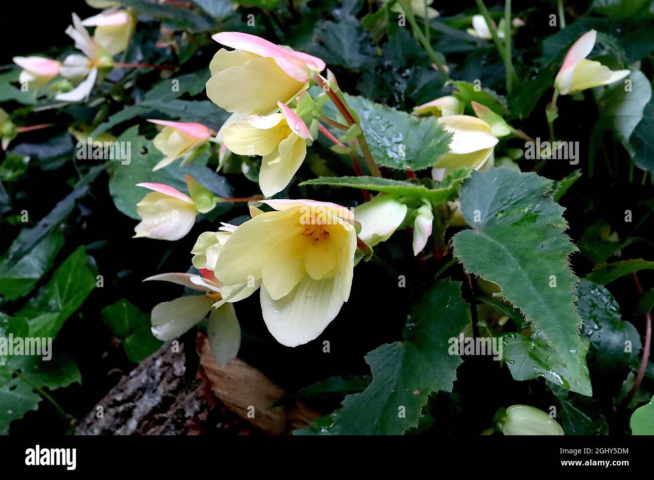 Begonia ‘Merwings Vanilla Elegance’ fiori singoli color crema con dorso di petalo rosa e foglie a forma di ala di angelo verde scuro, agosto, Inghilterra, Regno Unito Foto Stock
