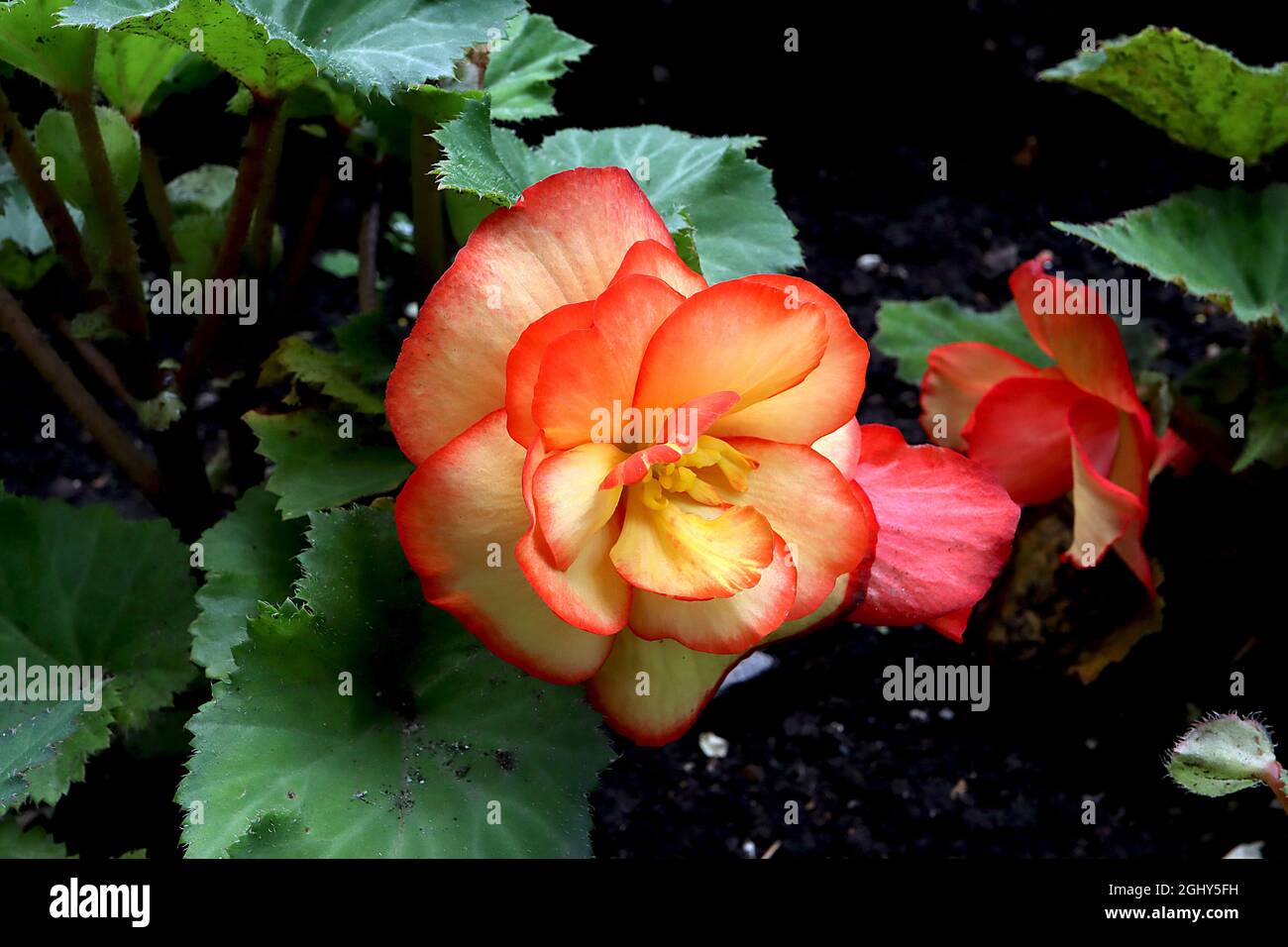 Begonia tuberosa ‘Picotee Sunburst’ Fiori gialli doppi con margini rosso arancio e foglie a forma di ala di angelo verde scuro, agosto, Inghilterra, Regno Unito Foto Stock