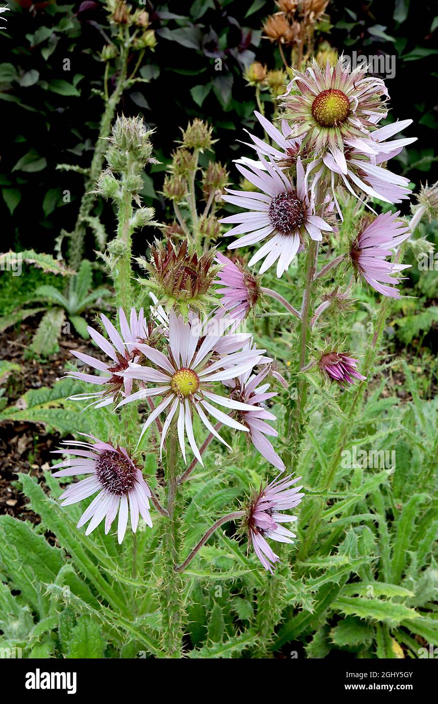 Berkheya purpurpurea viola berkheya – fiori alla margherita alla lavanda e lunghe foglie spinose a forma di lance, agosto, Inghilterra, Regno Unito Foto Stock